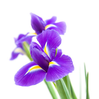 Order wedding flowers iris fresh cut