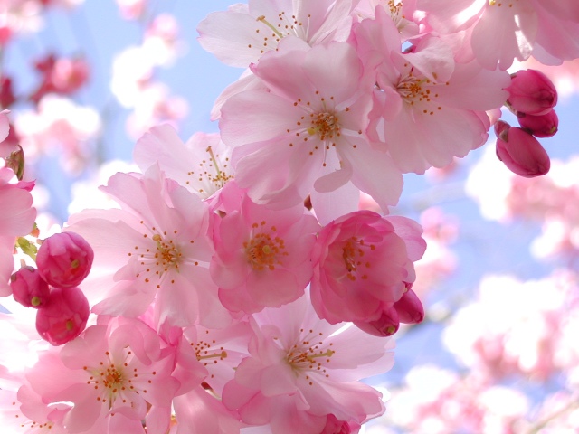 تويتر المنتدى : تغريدات الأعضاء - صفحة 2 Lovely-pink-flower-wallpaper-wallpapersfreebackgrounds-com