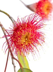 kwiat eukaliptusa, czerwono kwitnące drzewo gumowe
