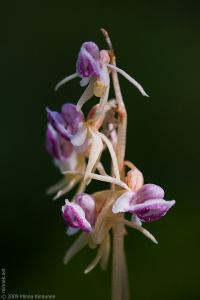 Hasil gambar untuk Ghost Orchid Epipogium Aphyllum