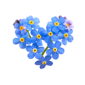 Fun Flower Facts: Forget-Me-Not | Grower Direct Fresh Cut Flowers  Presents...